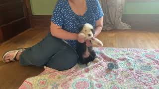 Playing with Frederick - Old English Sheepdog Puppy at 6 Weeks by Wisconsin Old English Sheepdogs 1,896 views 8 months ago 1 minute, 29 seconds