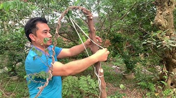 Cắt Tỉa Cành Tạo Dáng Cho Cây Khế Chua