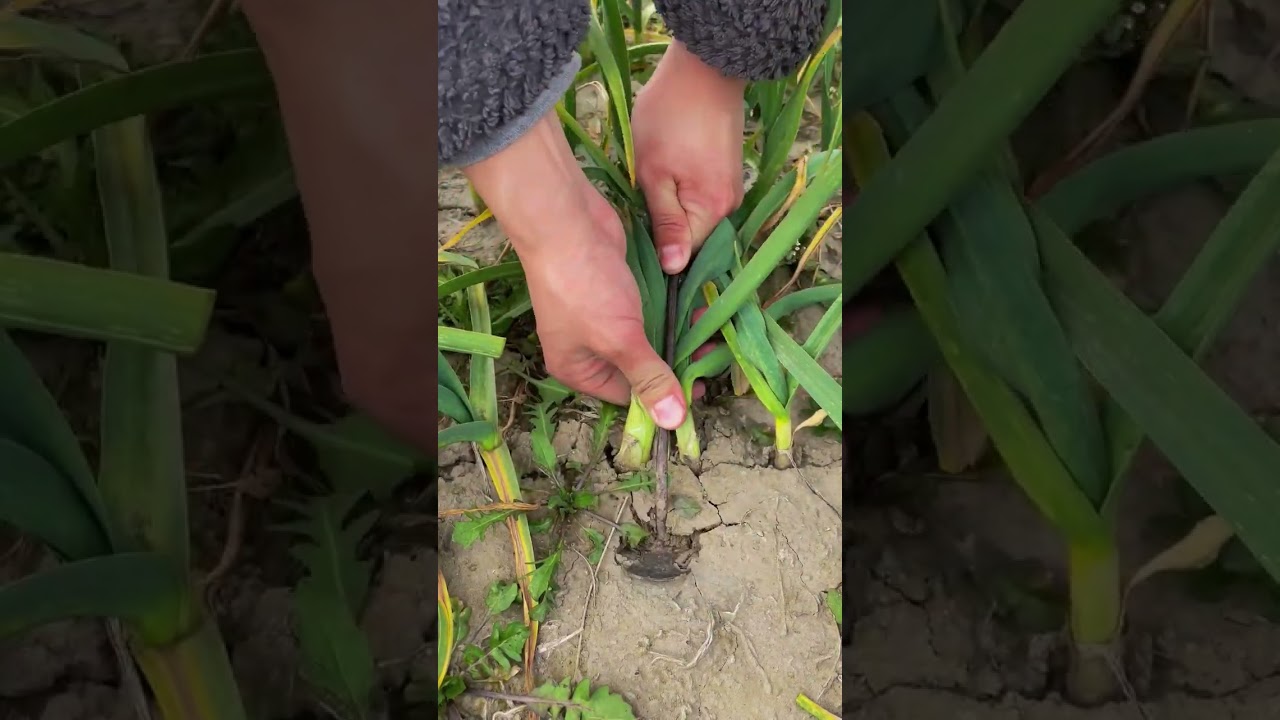 The process of digging red root garlic seedlings with iron hook