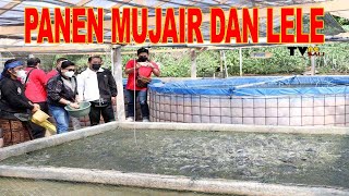 MANTAP DAN INSPIRATIF, PANEN MUJAIR DAN LELE SISTEM BIOFLOK DI TOYABUNGKAH, BANGLI (TVne Bali)