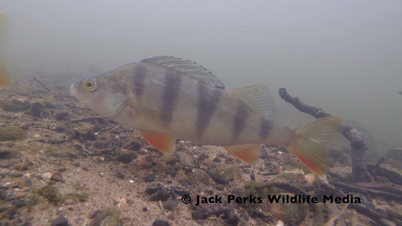 shaolin Gravid Perch on the River Derwent, Derbyshire
