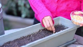 How to Germinate Popcorn Seeds : Planting the Seed