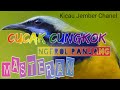 CUCAK CUNGKOK, ngeroL Panjang, Top Cerrrr #kicaumania #jember #Kicau Jember Chanel,....