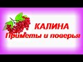 Калина. Народные приметы