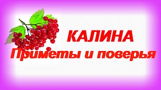 Калина. Народные приметы