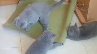 Подковерные игры Подковерные игры