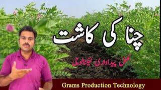 How to grow a chick pea crop | Gram cultivation | Gram Production Technology | Abid Ali Agrarian