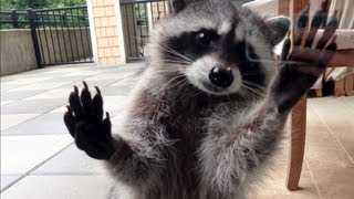 cute raccoon betty