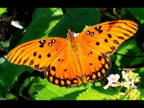 Why are Insects