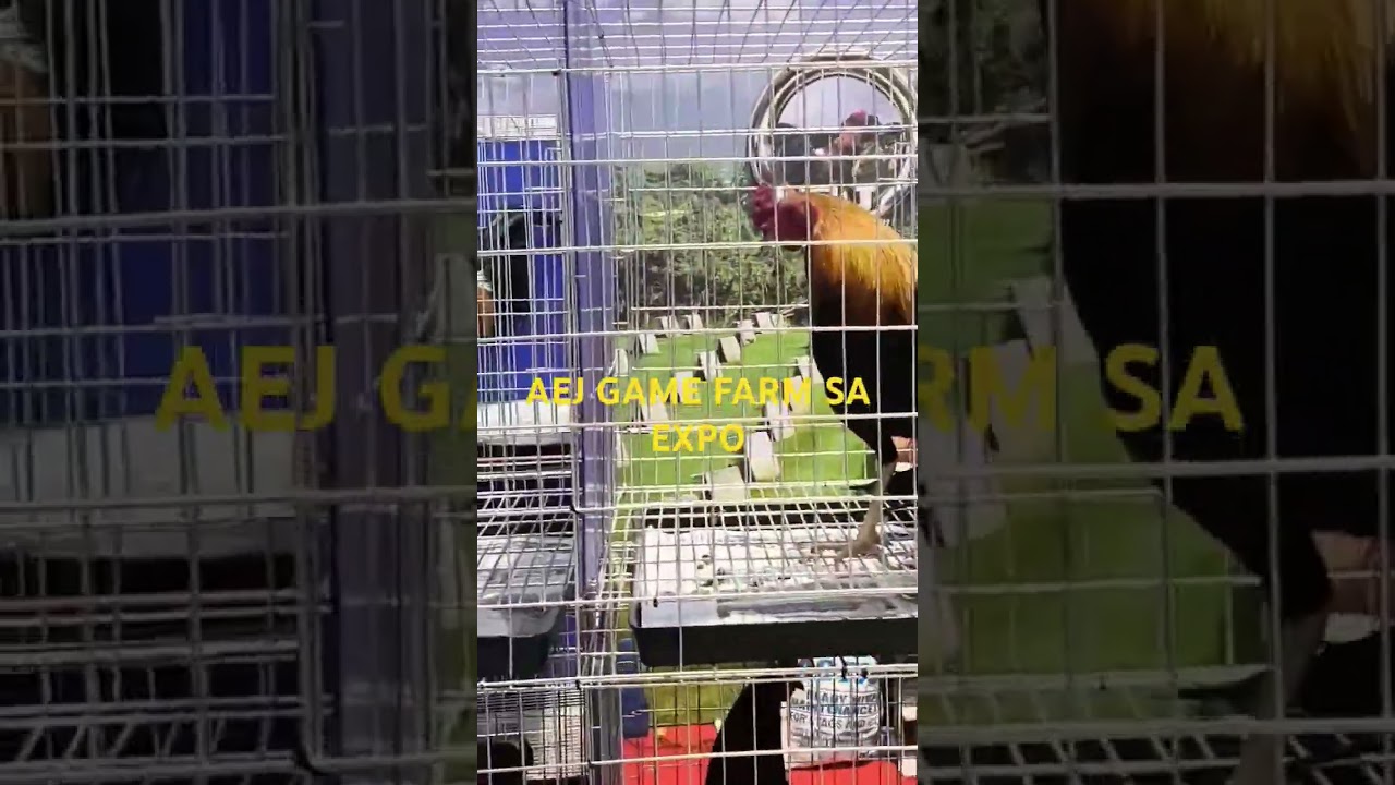 AEJ Gamefarm IGF 2025