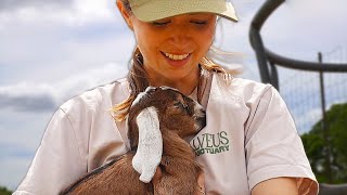 Maya does some soothing ASMR with a baby goat