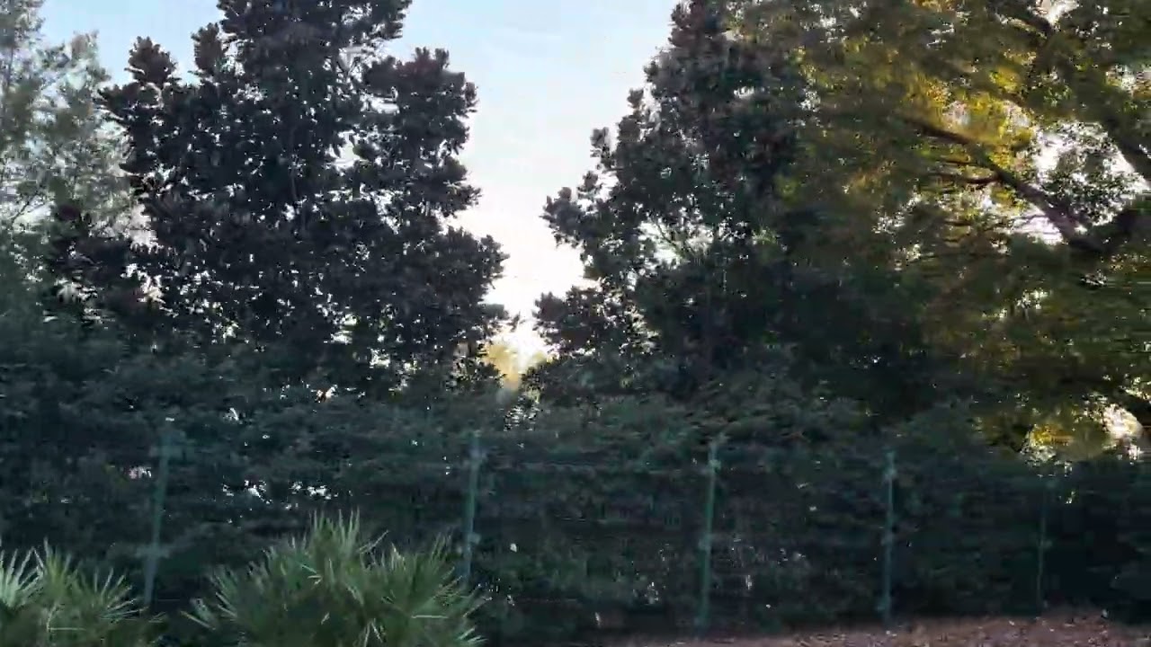 Magic Kingdom Train To The Front of the Park