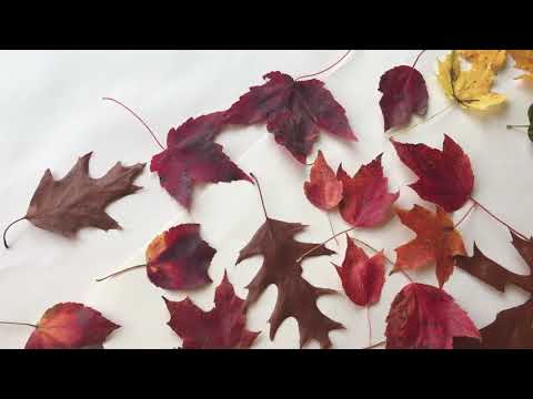 Como preservar Folhas de Outono (Tutorial)