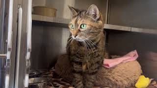 Mia - Adoptable Cat at Brown County Humane Society
