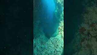Freediver Explores Stunning Underwater Coral Canyon
