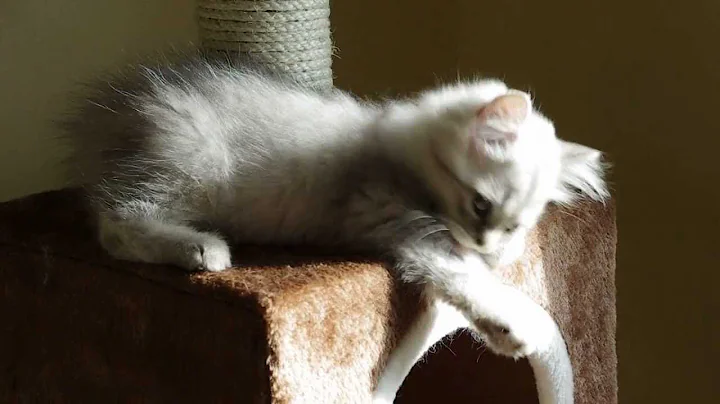 Video 783011: british longhair silver, silver tabby british, british longhair blue, chatons british