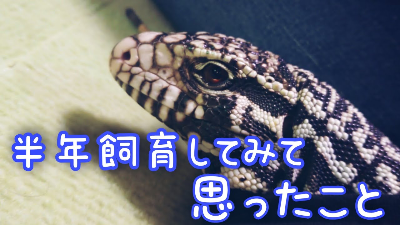 半年、テグーを飼育してみて