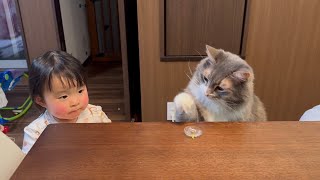 風船を割ると2歳児から褒められた猫　ノルウェージャンフォレストキャットA cat bursting a balloon. Norwegian Forest Cat.