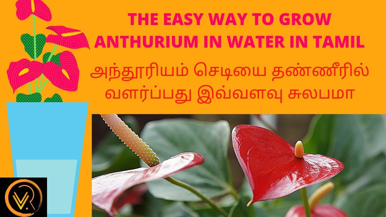 How to grow anthurium plant in Water in Tamil Anthurium in water