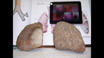 Lungs of Stone are Under the Skin