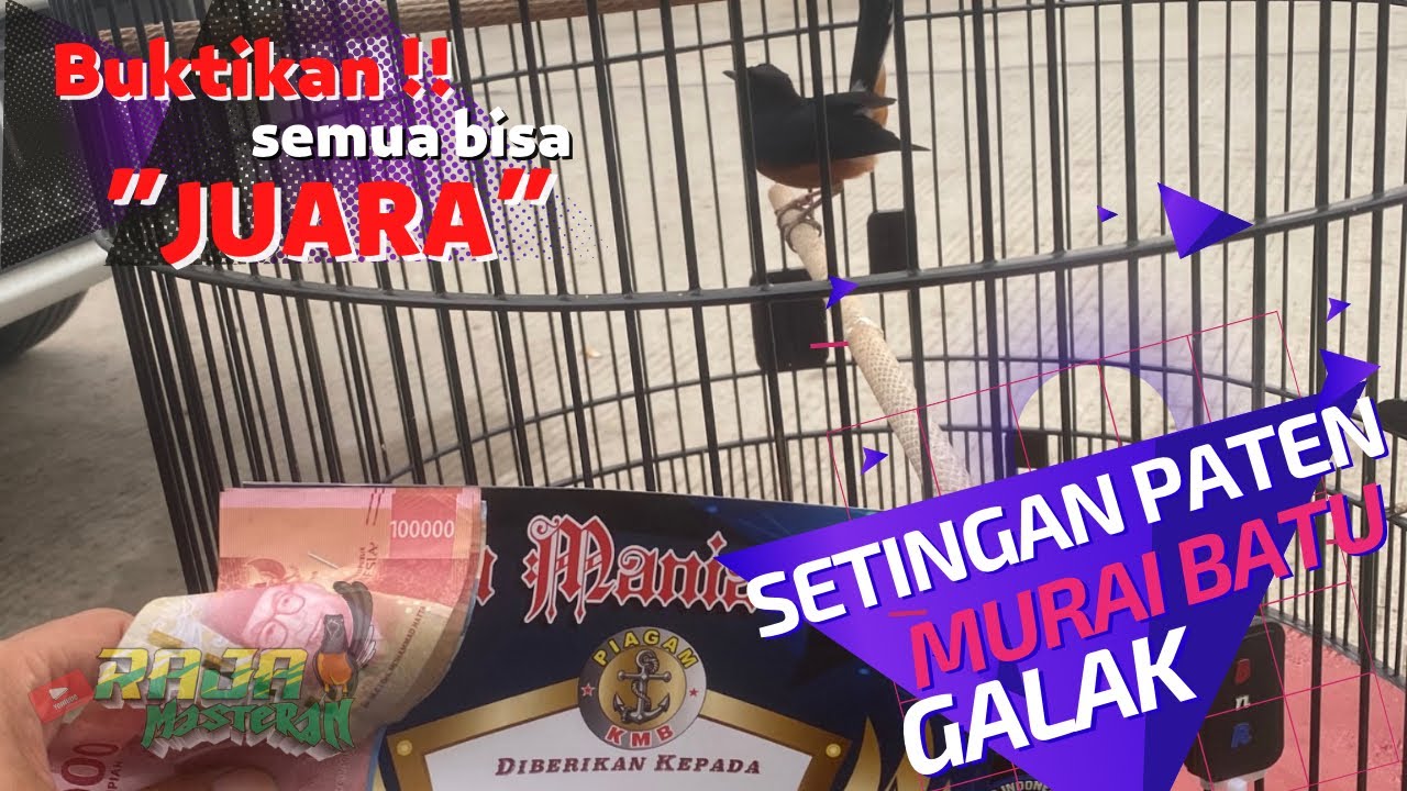 Mengenal Sistem Penilaian Murai Batu di Gantangan Secara Mendalam Mengenal Sistem Penilaian Murai Batu di Gantangan Secara Mendalam