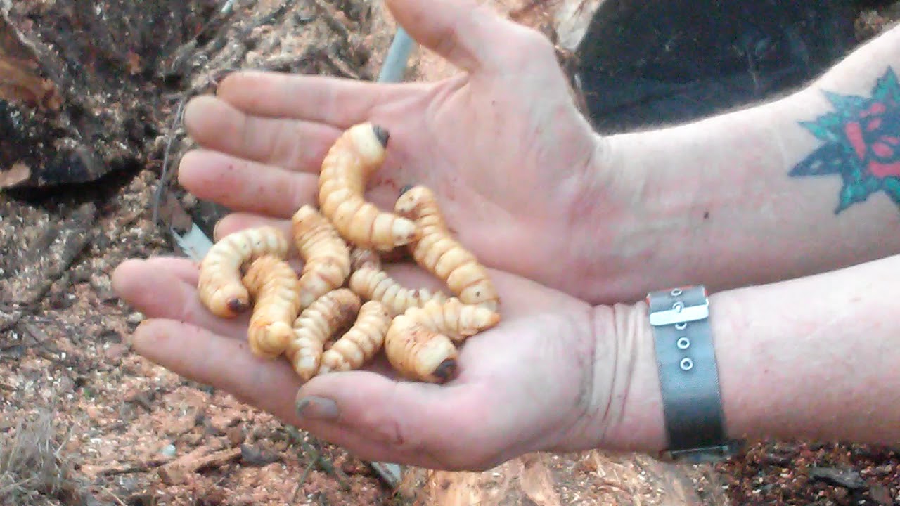 Giant Grubs!!! YouTube