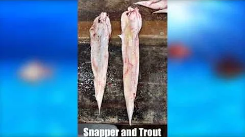 Demostration of extracting the air bladder from the fish