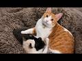 Cat Becomes The Best Uncle Ever After His Sister Gives Birth To Kittens
