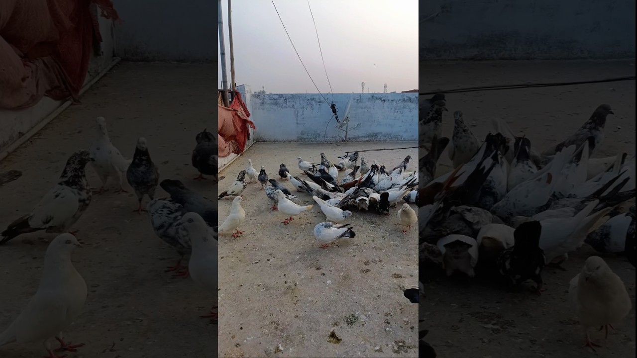 kabutar King👑🕊️❤️ 