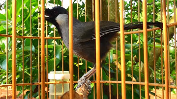 Khướu bạc má Hót Múa kích bổi căng lửa tốc độ hót ngay/Kích khướu bạc má nhà bạn cực đỉnh nhanh hót