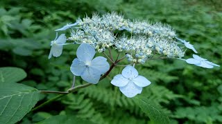 初夏のブナ林に咲く山野草を紹介します！