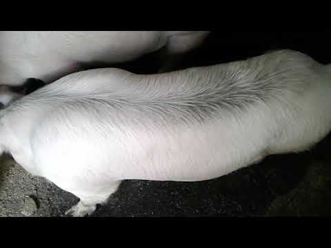 კვების რაციონი შევუმცირე რადგან როგორც სადედეები მსუქნები იყვნენ. ეხლა იქებ შემიფასოთ როგორები არიან