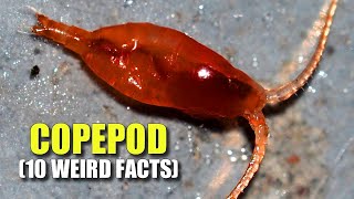 Copepods 🦀 (10 FACTS You NEVER KNEW)