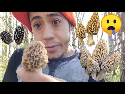 Vídeo: Morel (hongo): Propiedades útiles Y Uso De Morillas, Morillas Secas. Morel Común, Comestible, Cónico