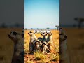 Mysterious Meerkats &amp; Their Marvelous Tricks