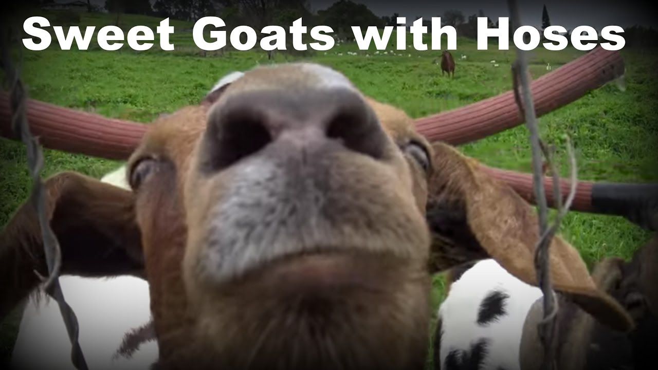 Goats with Hoses YouTube