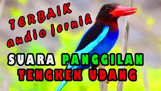 Suara panggilan tengkek udang,tengkek udang gacor alam liar,kingfisher song