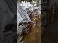 soon big bucks fresh plant  arrived in India February first week