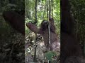 Three Toed Sloth Shorts Wildanimals Viral