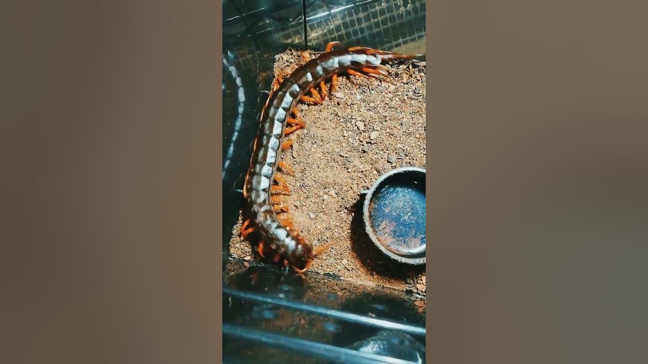 Giant vinegaroon wins compilation Vinegaroon vs tarantulas Vinegaroon