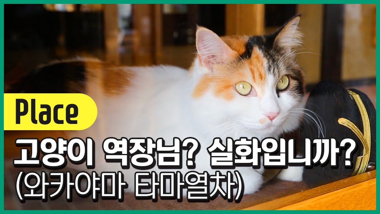 고양이 역장 본적있어? 와카야마현 타마열차! 