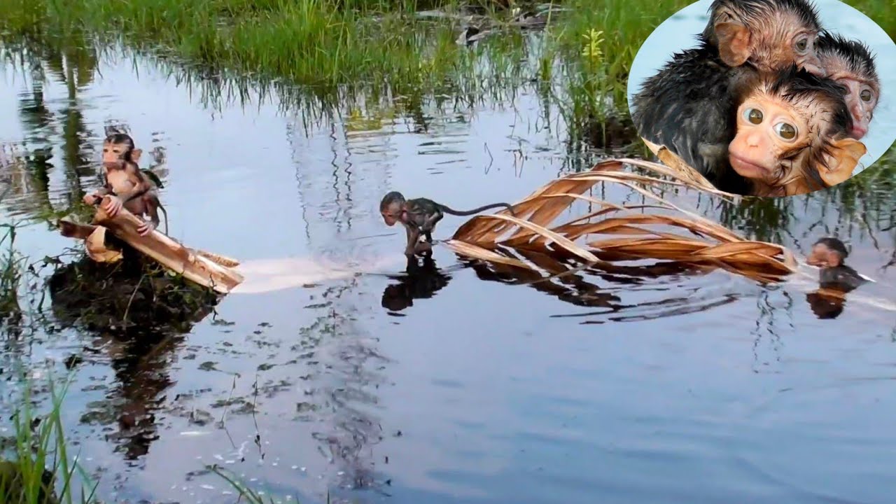 Tired from swimming, this wild baby monkey is afr_aid when it rains