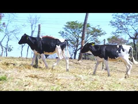 LOTE 86 Heloísa 2623 Hipófise 2619