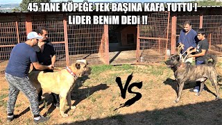 45 TANE KÖPEĞE KAFA TUTTU ! LİDER, ALFA BENİM DEDİ TÜRK ASLANI ANADOLU ÇOBAN KÖPEĞİ, KANGAL, MALAKLI