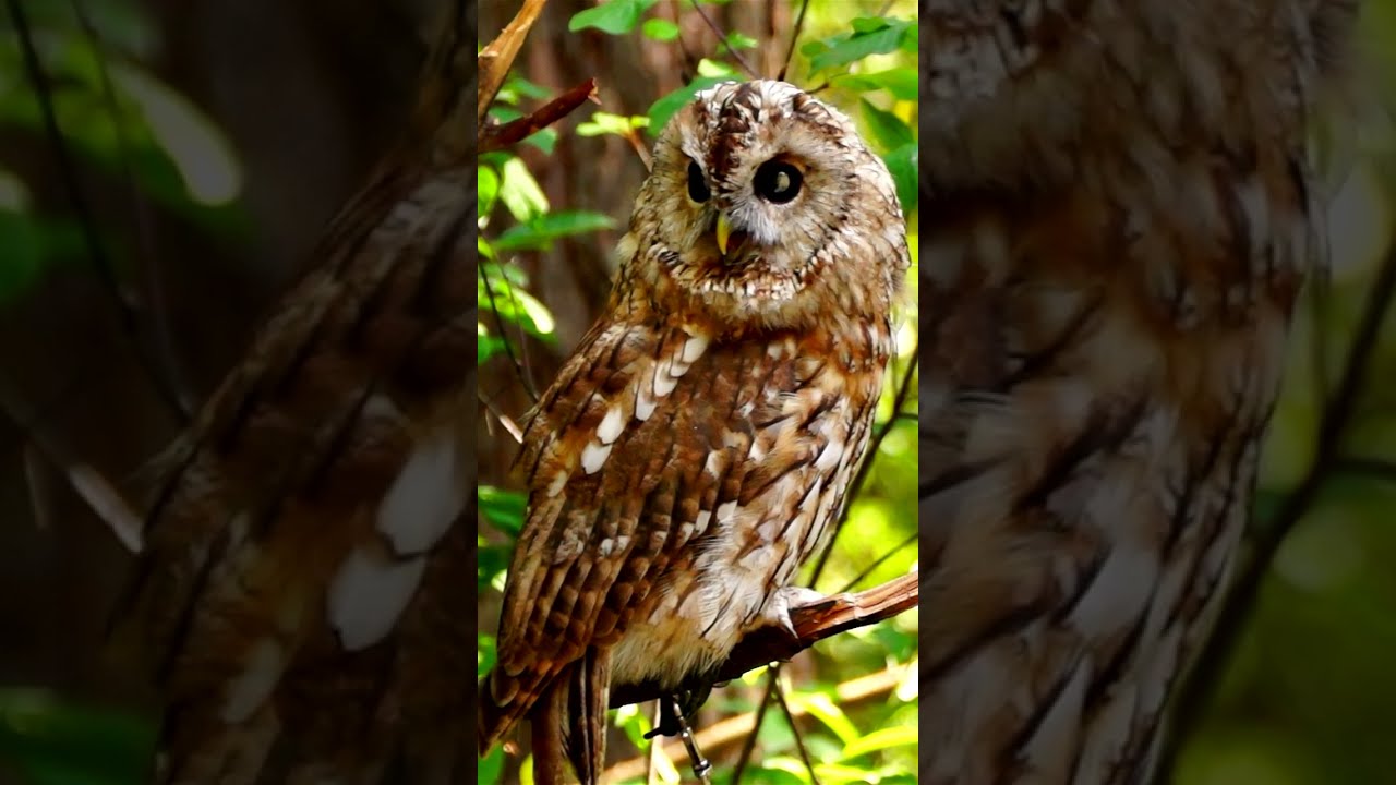 Curious owl looking at camera - A night bird caught in a day