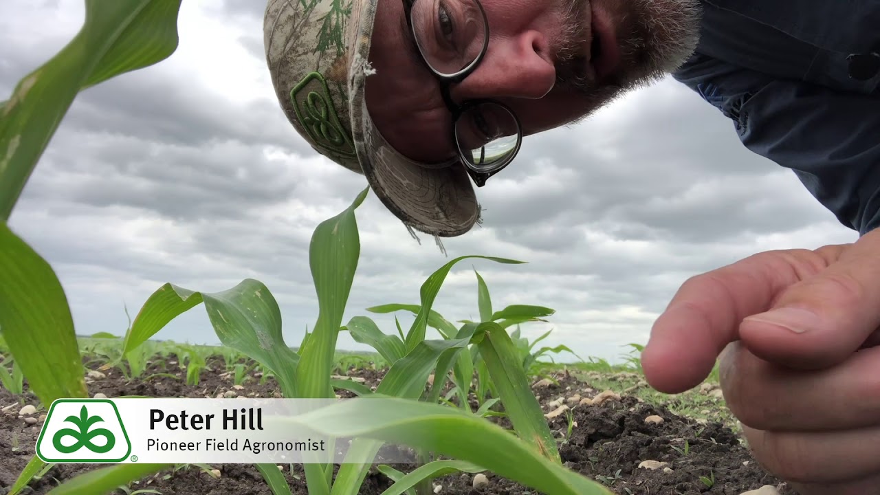 How Wind Affects Crop Growth YouTube