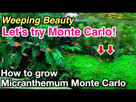 Montecarlo on 5 x 3? mat – Easy Foreground Carpet Aquarium Plant – AquaLeaf  Aquatics – Aqua Leaf Aquatics