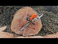 Giant beech tree. TONNES of firewood. Stihl MS 391. Sawing a tree