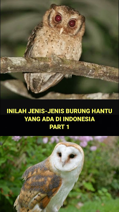 Jenis-jenis burung hantu yang ada di Indonesia part 1 #shorts