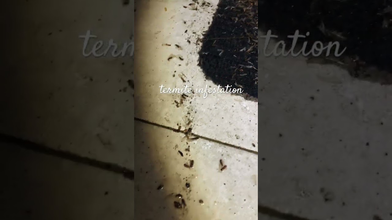 when you see flying termites in house when bulb lights are on means termites infestation